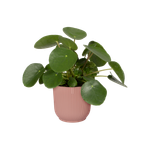 vibes fold rond 16cm delicaat roze